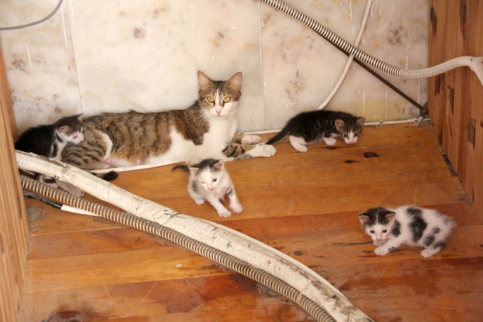 Minberin altına gördüler! İtfaiye böyle çıkardı