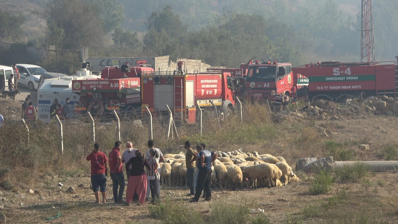 Zeytin ağaçları kül oldu