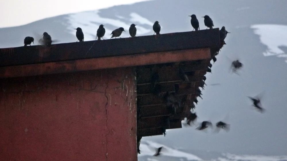 Kargalar Yüksekova’yı mesken tuttu
