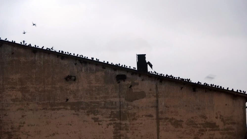 Kargalar Yüksekova’yı mesken tuttu