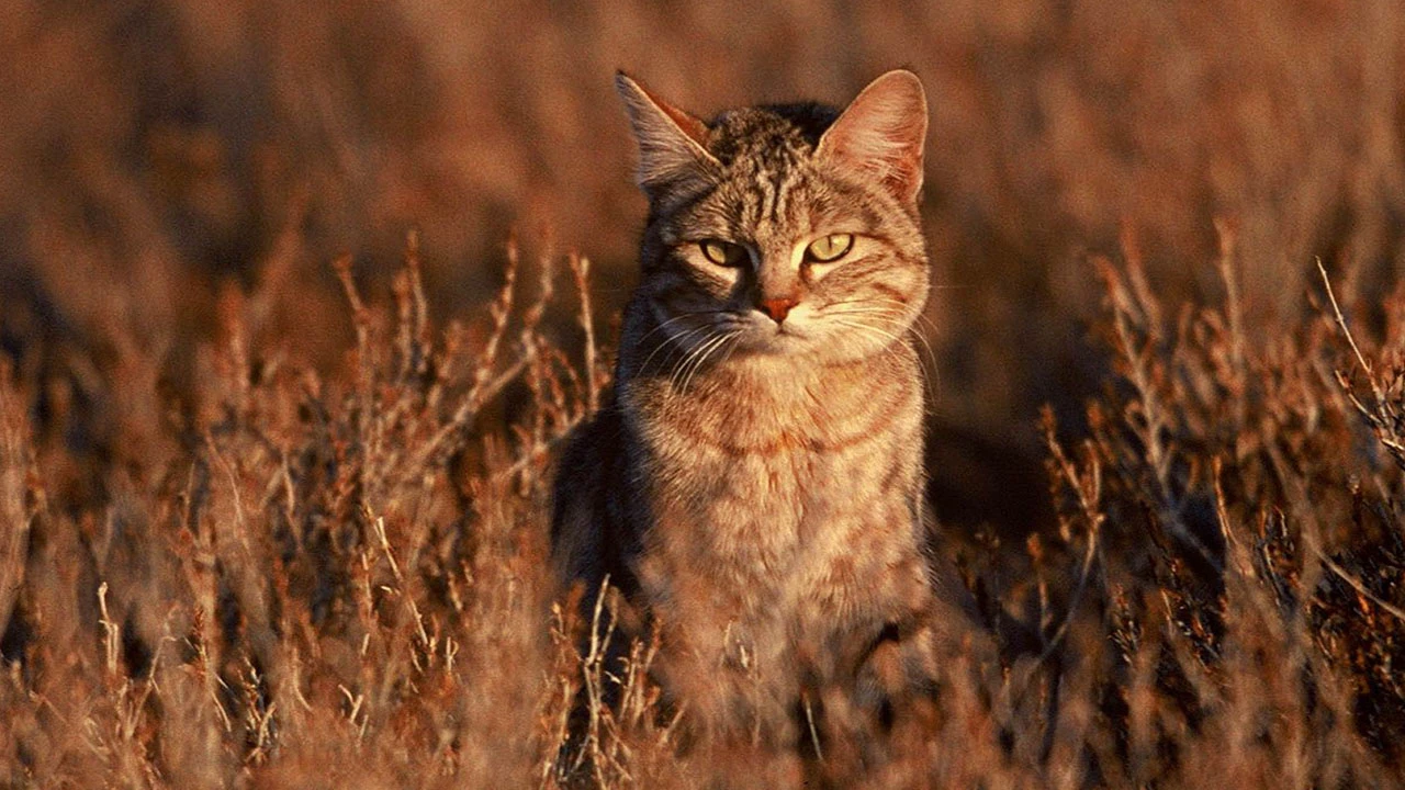 Bilim insanları, kedilerin beyinlerinin küçüldüğünü açıkladı