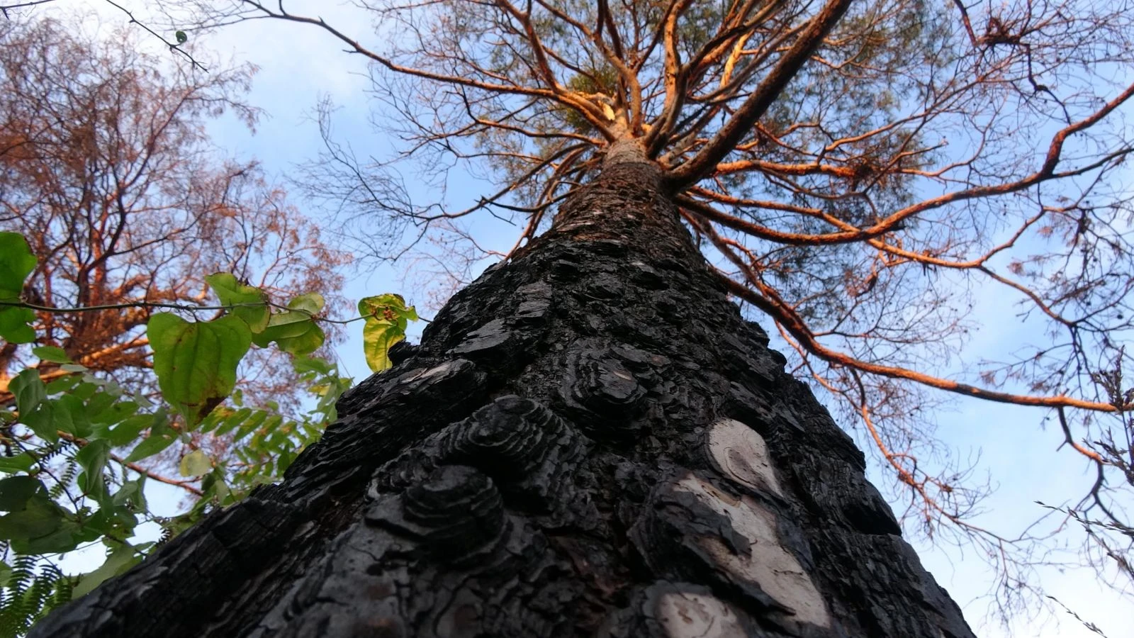 Çamburnu ormanından kötü haber