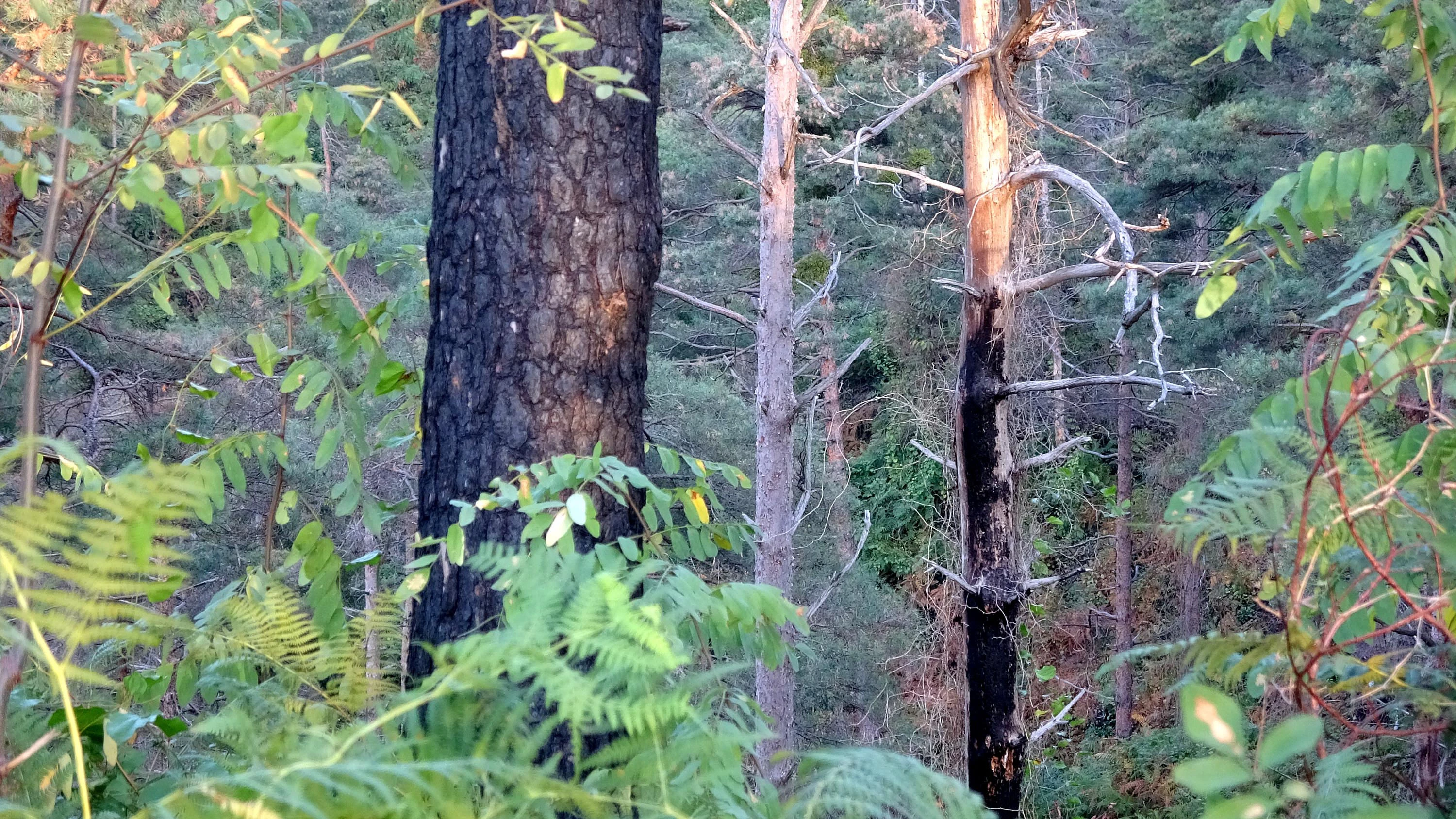 Çamburnu ormanından kötü haber