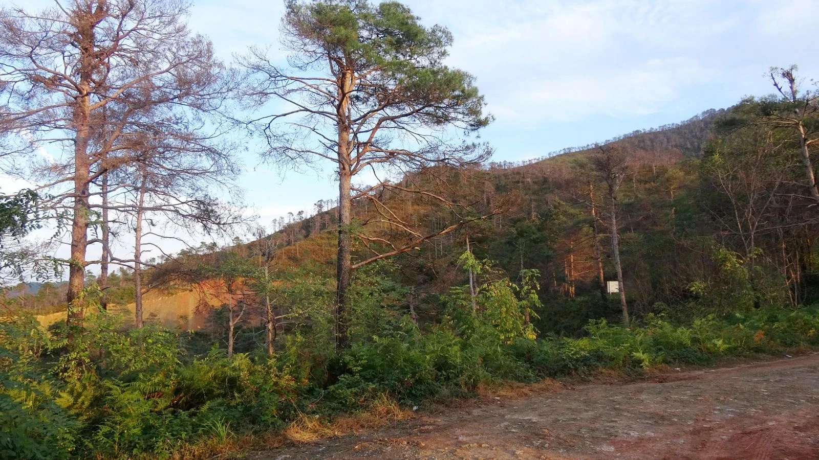 Çamburnu ormanından kötü haber