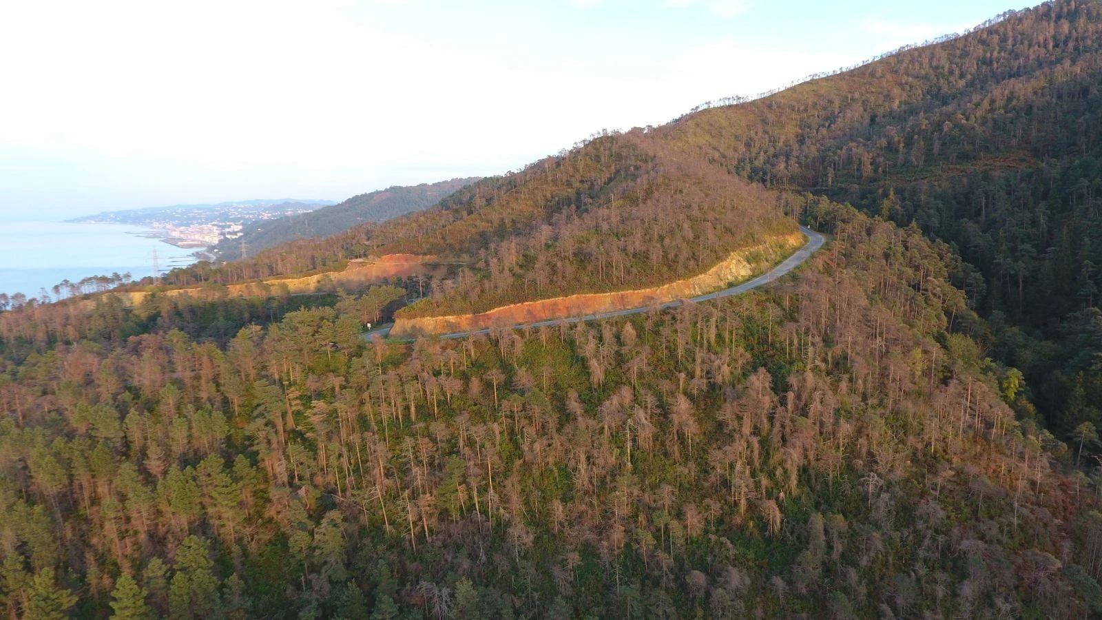 Çamburnu ormanından kötü haber