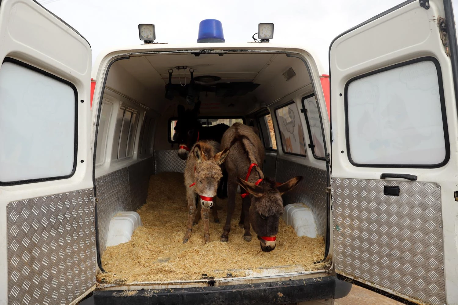 Mardin'de kazada yaralanan 3 eşek tedavi için istanbul'a gönderildi