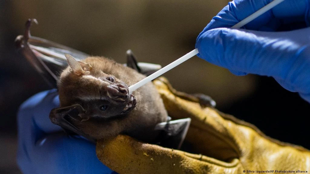 Dondurulmuş yarasadan Covid-19'a benzer virüs çıktı