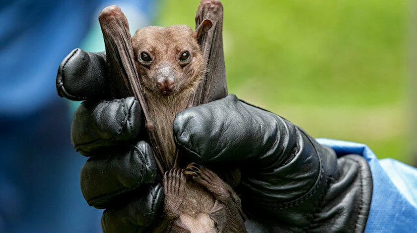 Meşhur teori güçlenecek: Yarasalarda Covid'e benzeyen 3 virüs bulundu
