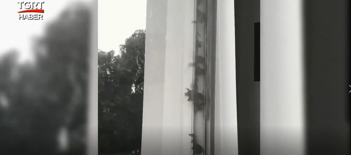 Gören şoke oldu: Binanın duvarından yüzlerce yarasa çıktı