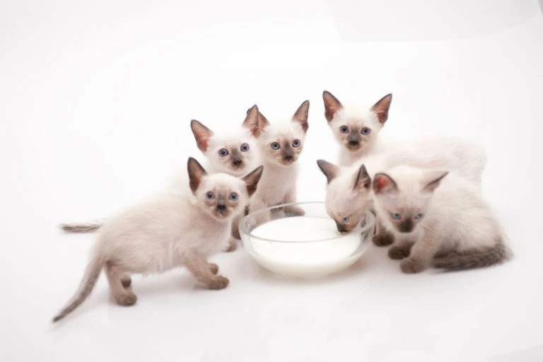 Siyam Kedileri ve Cinsi Hakkında Bilmeniz Gereken Herşey