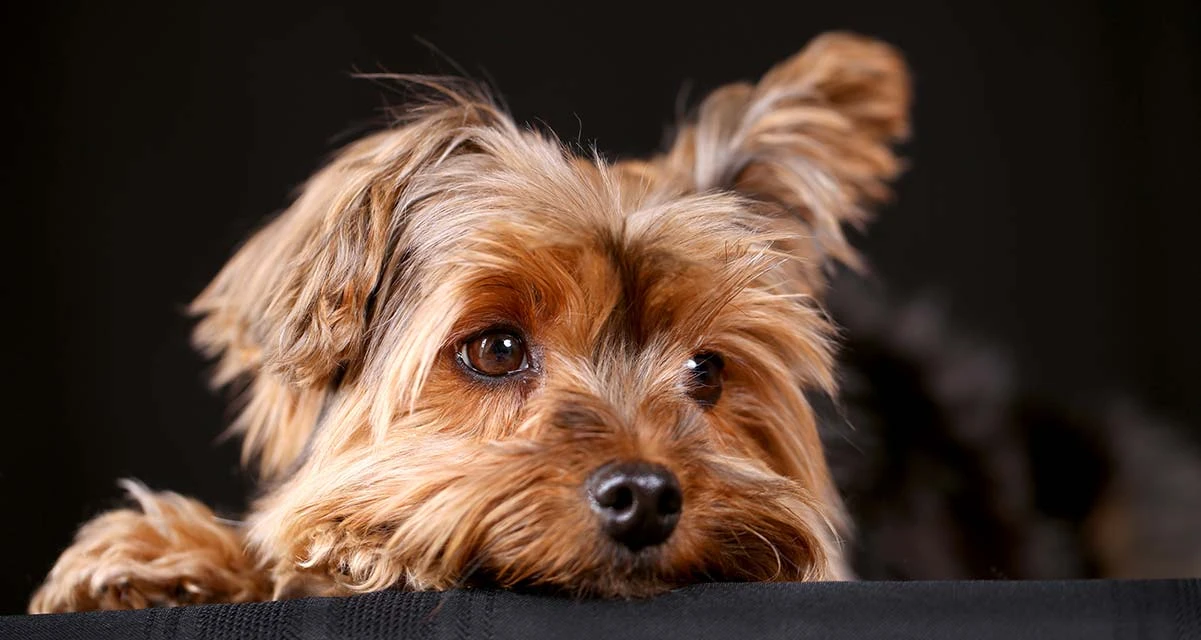 Dünyanın En Küçük Köpek Cinsleri
