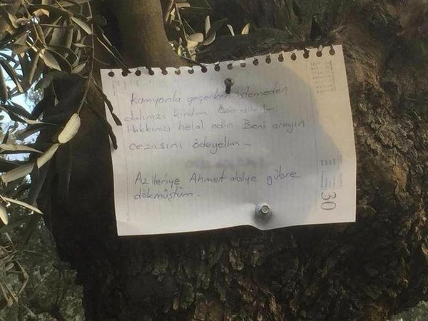 Bursa'da zeytin ağacına asılan not duygulandırdı