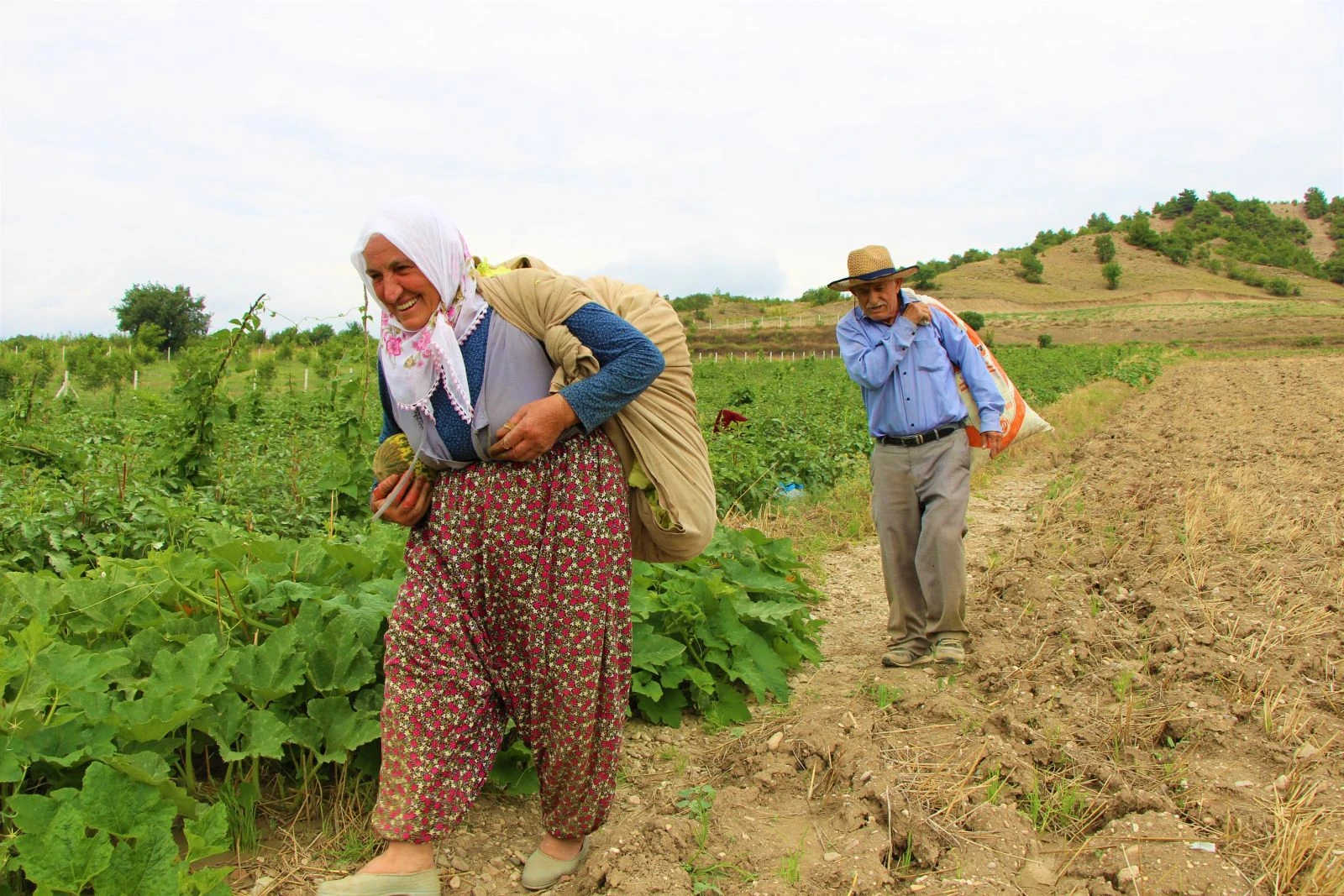 Amasya’nın tescilli 'çeyrek altın’ı: Çiçek Bamyası