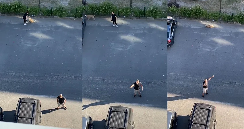 Daire 16’nın ‘köpek isyanı’ sosyal medyayı salladı