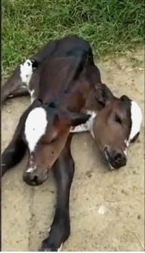 Çift başlı buzağı herkesi şoke etti incelemeye alındı