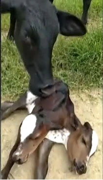 Çift başlı buzağı herkesi şoke etti incelemeye alındı