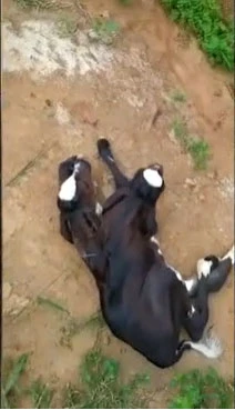 Çift başlı buzağı herkesi şoke etti incelemeye alındı