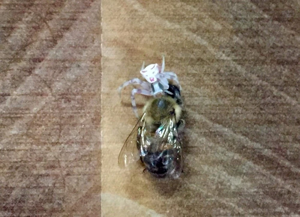 İnsan yüzlü örümcek görenleri şaşırttı