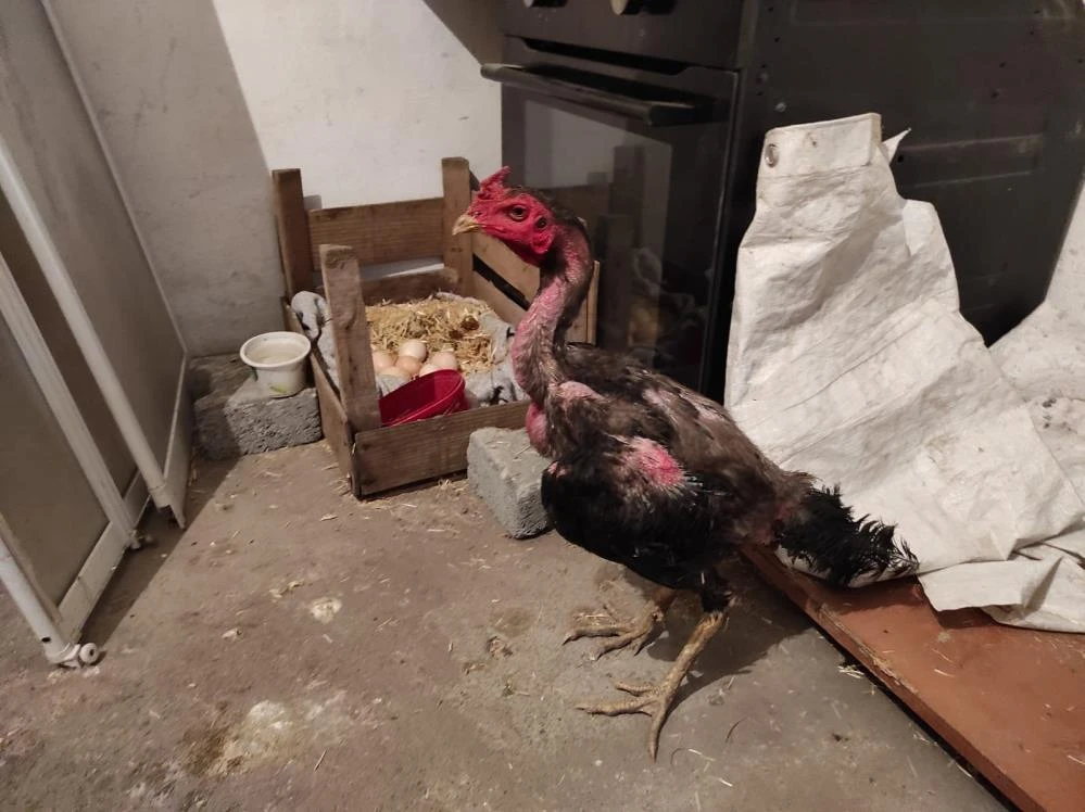 Kesilmekten korkan horozdan kuluçka savunması: 15 gündür yumurtaların üzerinden kalkmıyor