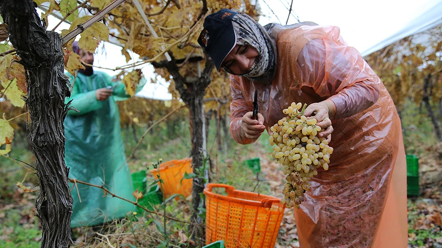 Üzümün değeri 'örtü altında' katlandı
