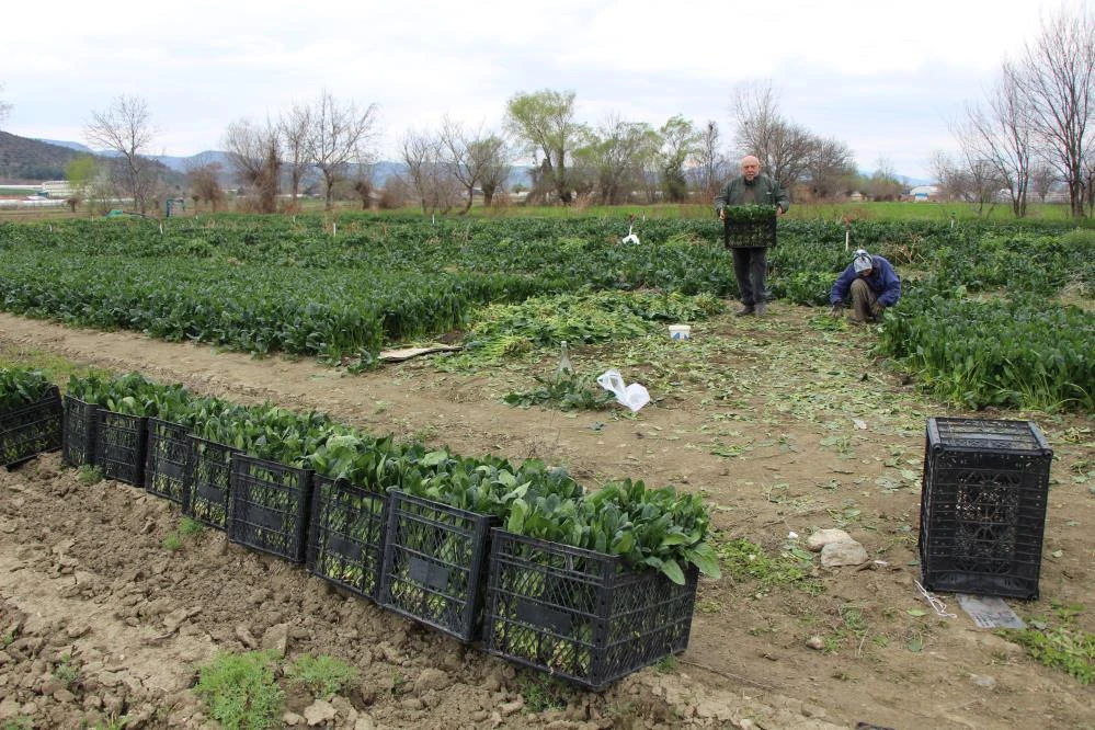 Patates ve soğandan sonra çiftçiden "ıspanak" çağrısı