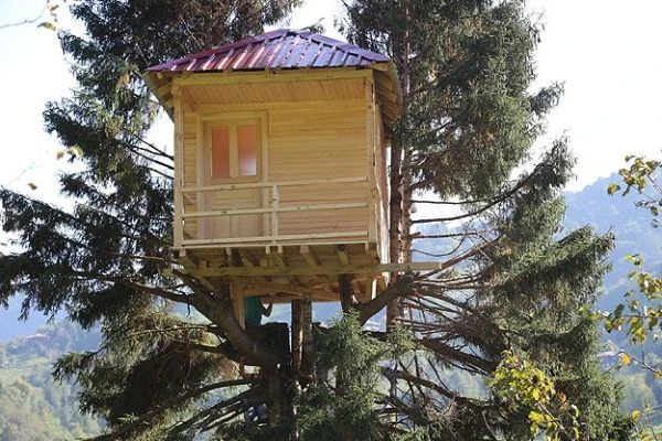 Çam ağacının dalına ev yaptı