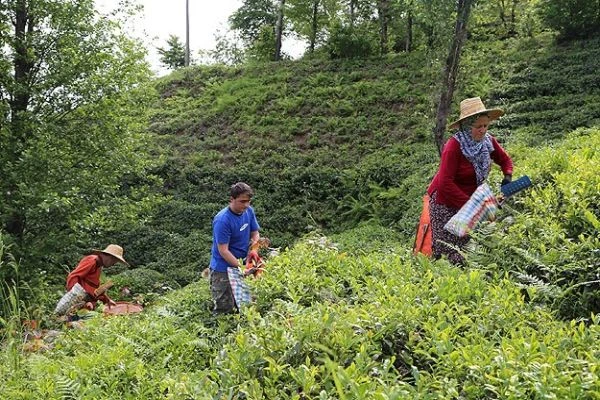 Yaş çay alım fiyatı açıklandı