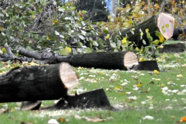 Yalova&#039;da 158 ağaç katledildi!