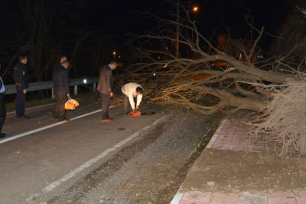 Fırtına ağaç devirdi, karayolu kapandı