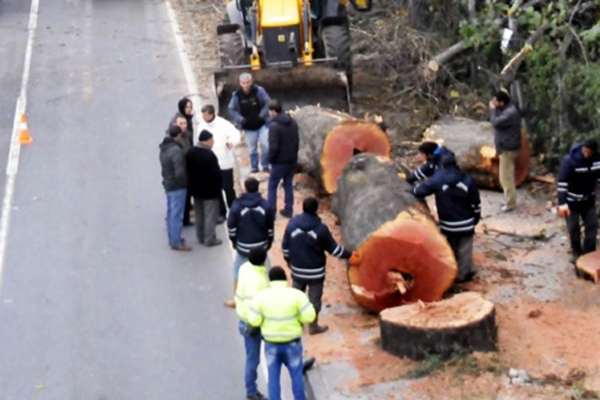 Yalova&#039;da kesilen ağaçlar bakın ne yapılacakmış!