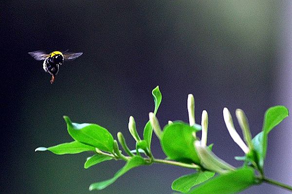 Yaban arılarının saldırdığı belediye başkanı öldü