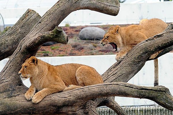 Kopenhag Hayvanat Bahçesi 4 aslanı uyuttu