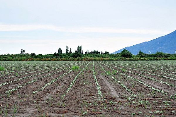 Hububata geç kalan yağmur bakliyata umut oldu