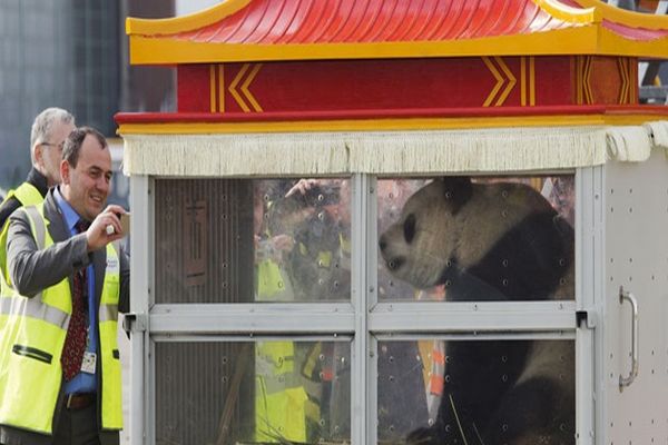 Belçika&#039;da panda çılgınlığı