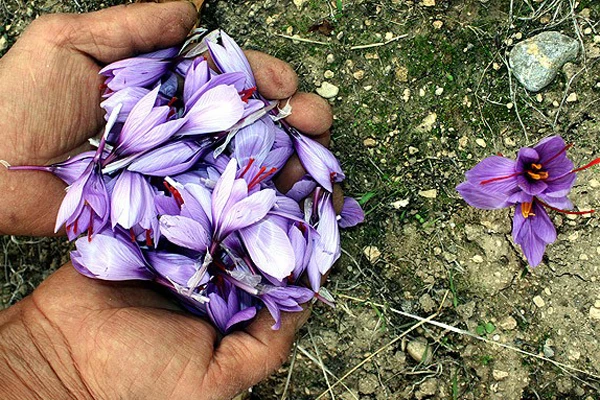 'Dünyanın en pahalı bitkisi' millileştirildi