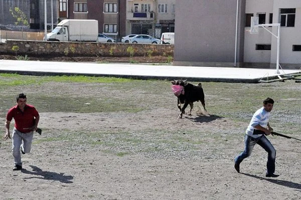 Kaçan boğa 7 uyuşturucu iğneyle yakalanabildi