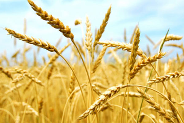 Buğday ve arpa üreticilerine verilecek destek belli oldu
