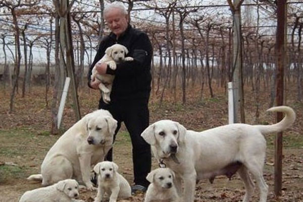 Türk çoban köpekleri için önemli adım