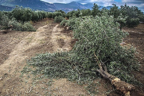 Danıştay, Yırca&#039;daki santral için durdurma kararı verdi