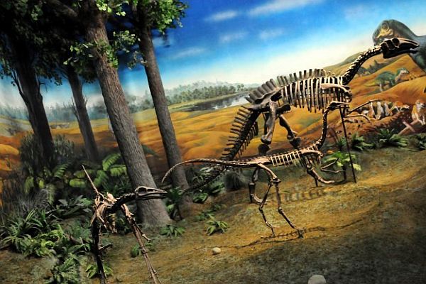 Dünyanın en büyük dinozoru bakın nerde bulundu