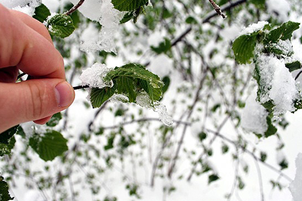 Meteorolojiden zirai don uyarısı