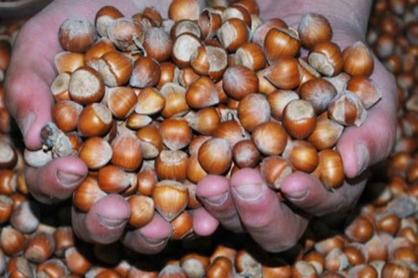 Ordu'dan cezaevlerine fındık sevkiyatı