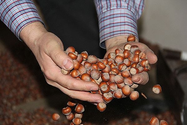 Fındık bu yıl 9 lirayı görebilir