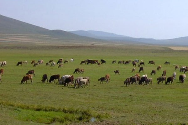 Çözüm süreci en çok hayvancılığa yaradı