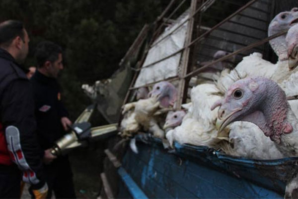 Yılbaşı hindilerini taşıyan kamyon kaza geçirdi