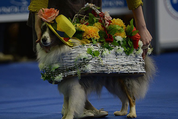 Rusya&#039;nın başkenti Moskova&#039;da köpek fuarı