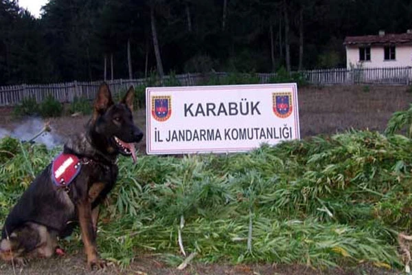 Karabük'te kenevir operasyonu