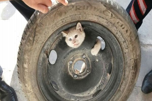 Yaramaz kedi öyle bir yere girdi ki