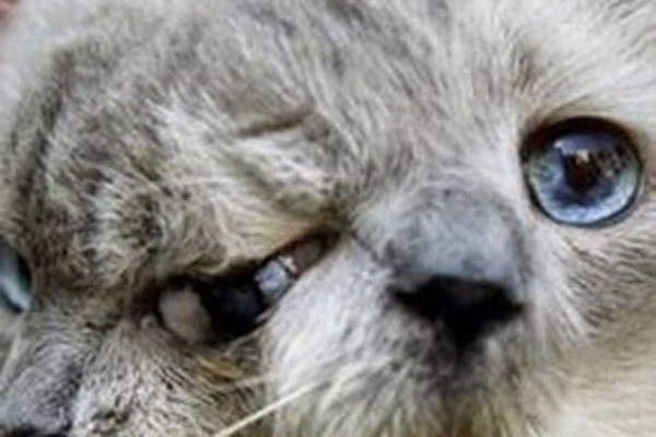 İki yüzlü kedi hayatını kaybetti