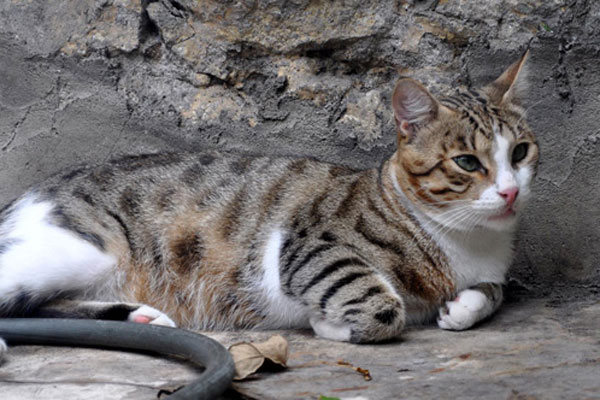 Kedi kavgası karakolda sonuçlandı